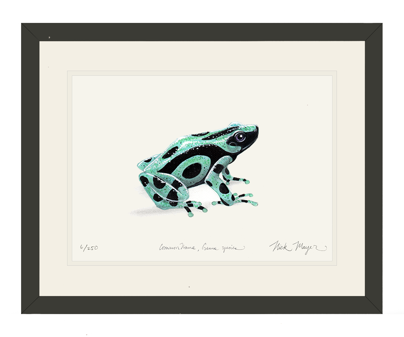 Poison Dart Frogs - Georgia Aquarium