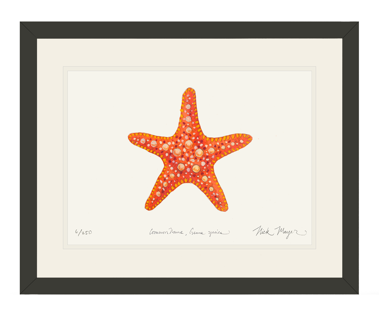 http://www.nickmayerart.com/cdn/shop/products/Horned_Sea_Star_bl.png?v=1700731573