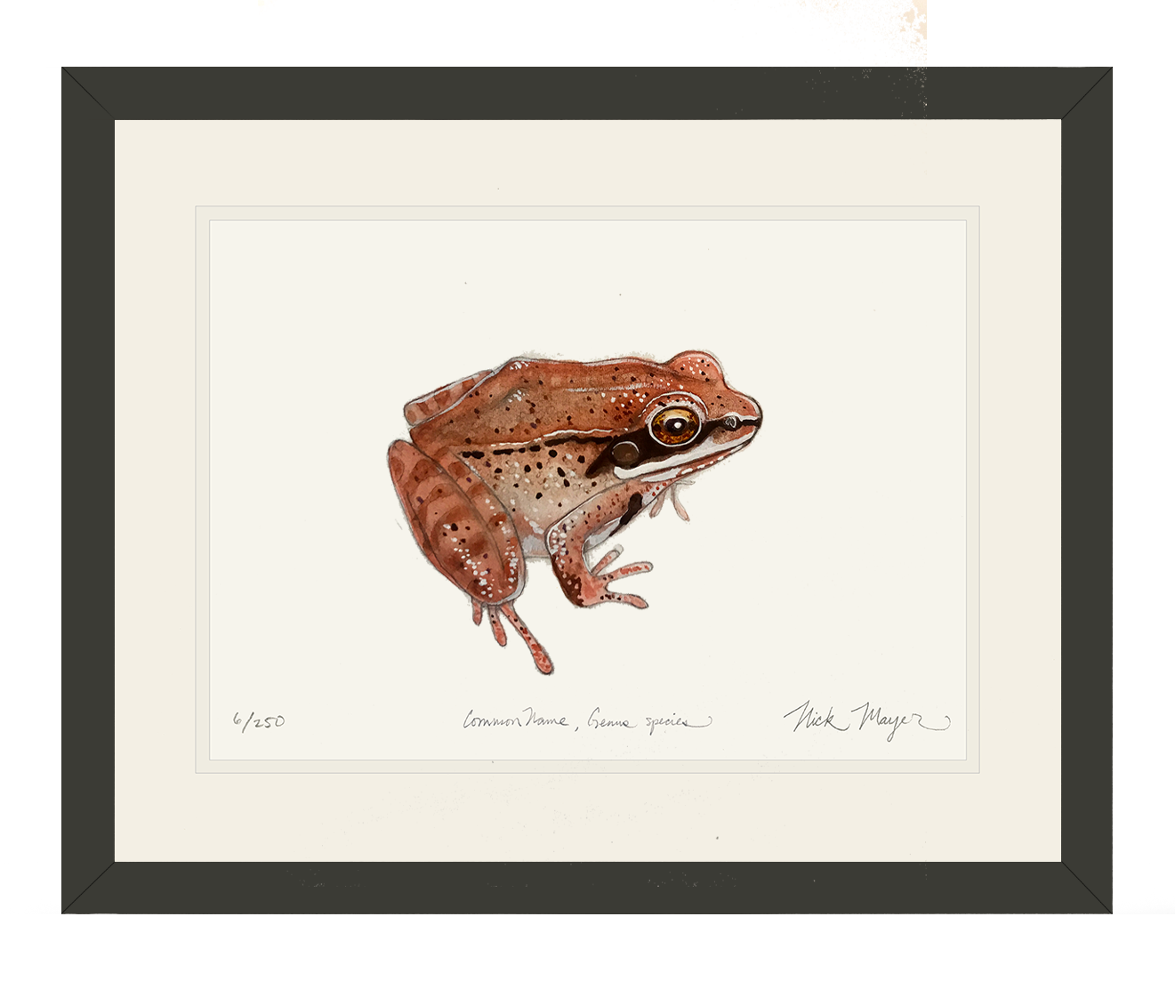 http://www.nickmayerart.com/cdn/shop/products/wood-frog-art-print-bl.png?v=1701702642