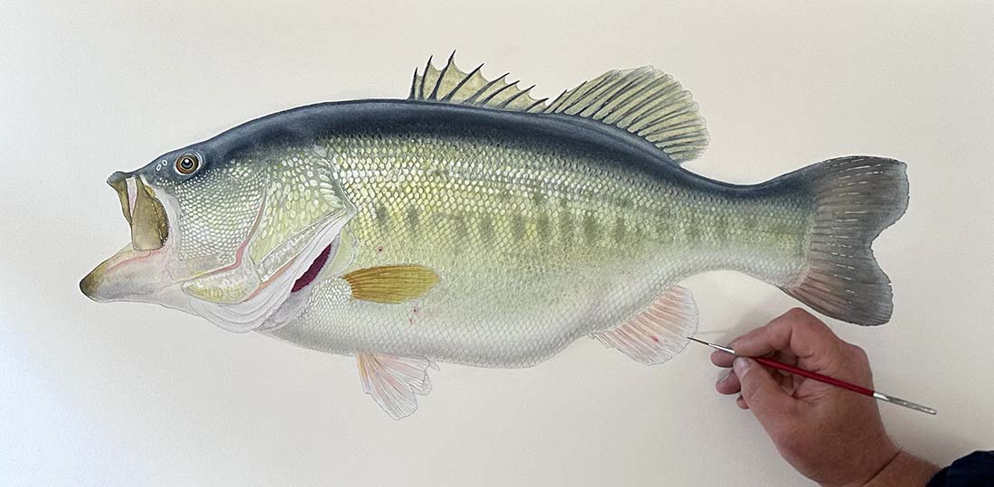 Largemouth Bass Gifts