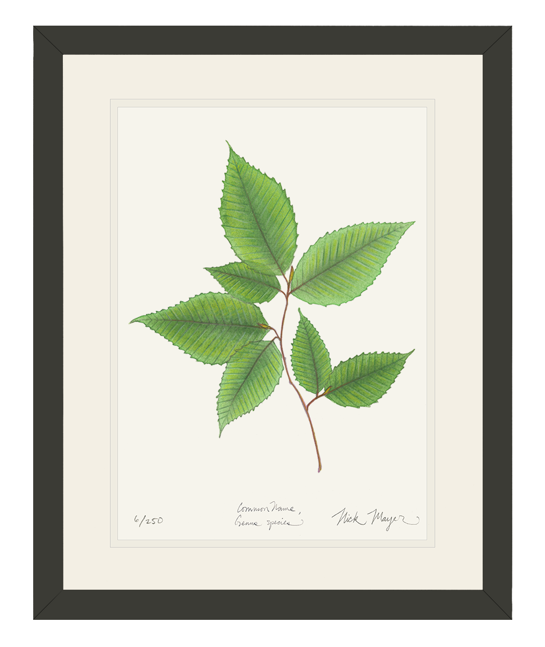 American Beech Botanical Print