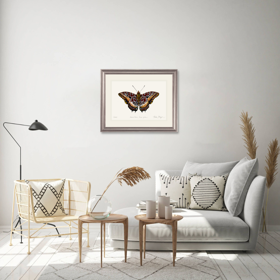 Black Bordered Charaxes Limited Edition Print