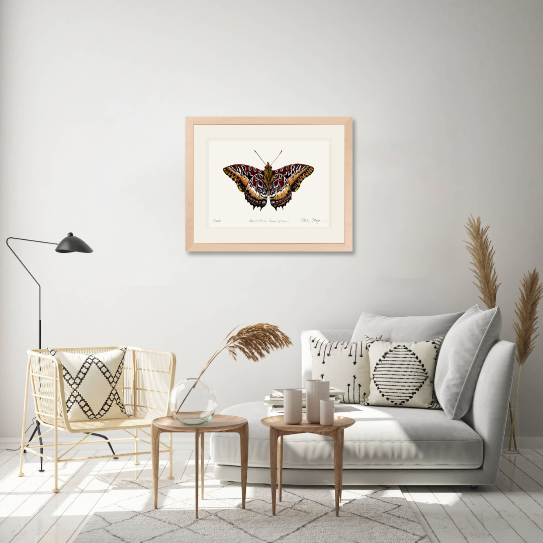 Black Bordered Charaxes Limited Edition Print