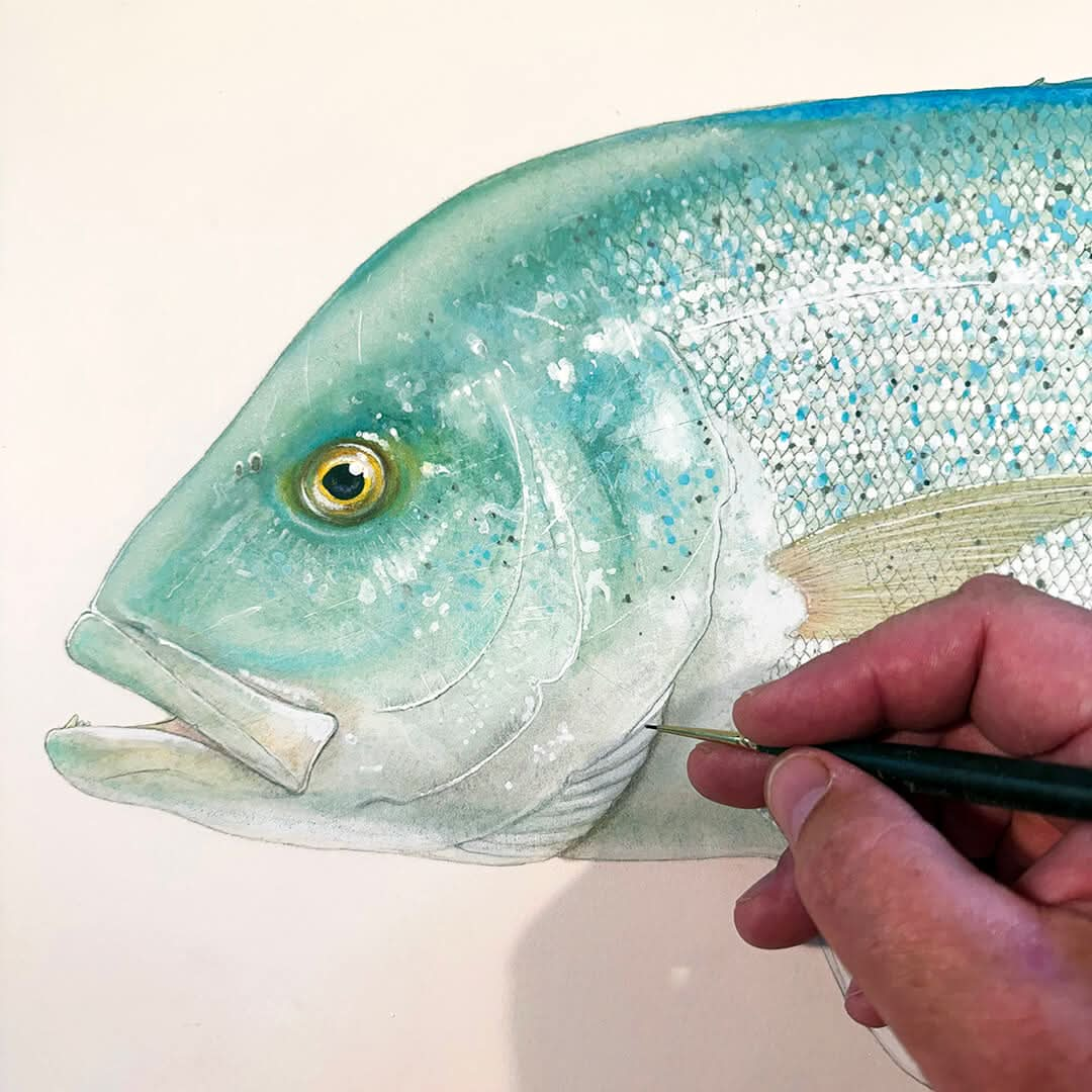 Bluefin Trevally Original Watercolor Painting