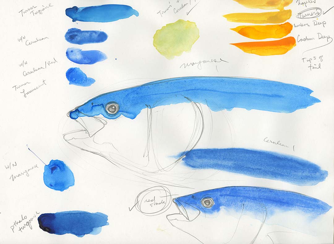 CA Yellowtail original watercolor study