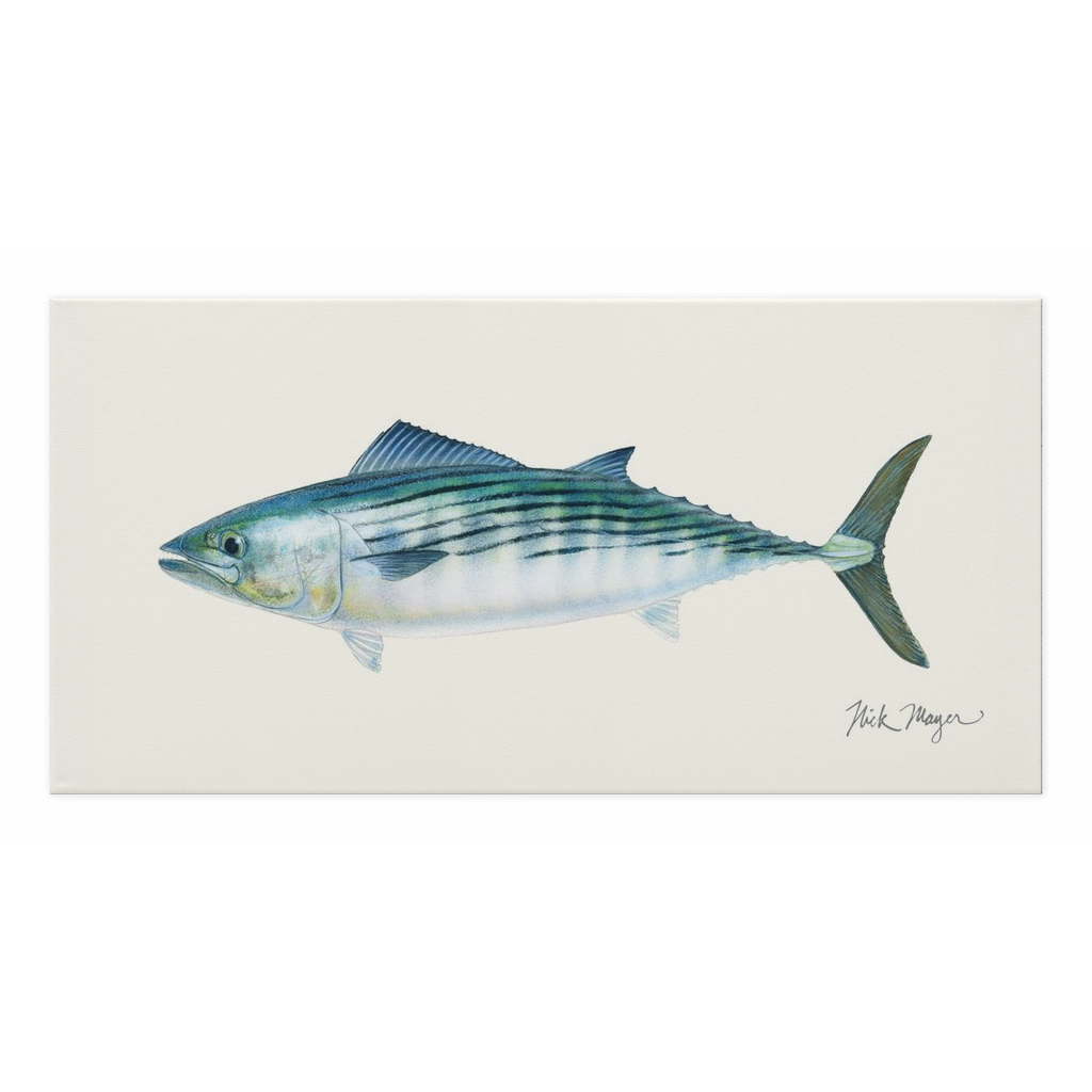 NEW! Bonito Canvas Wrap