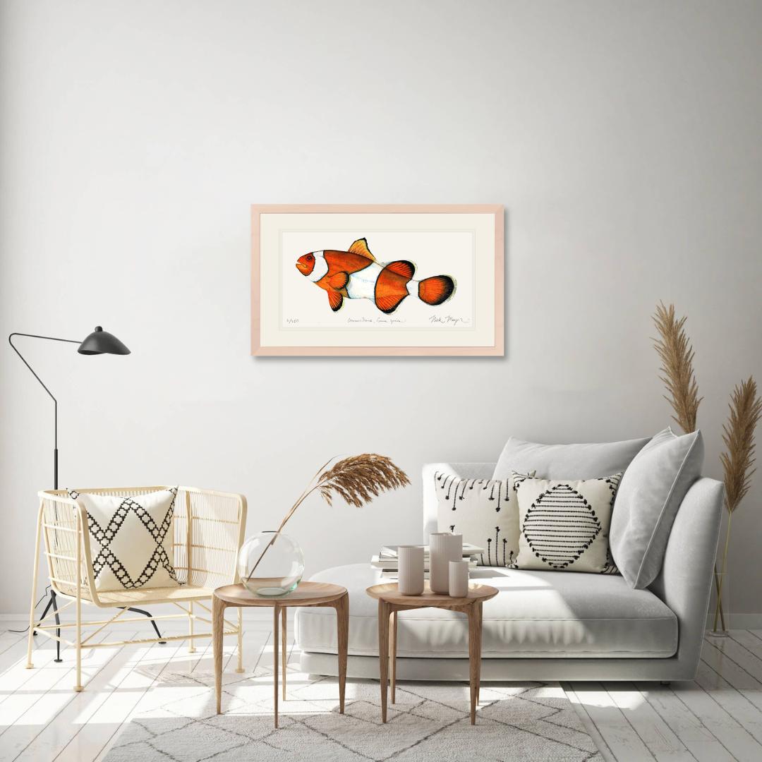 Clownfish Limited Edition Print