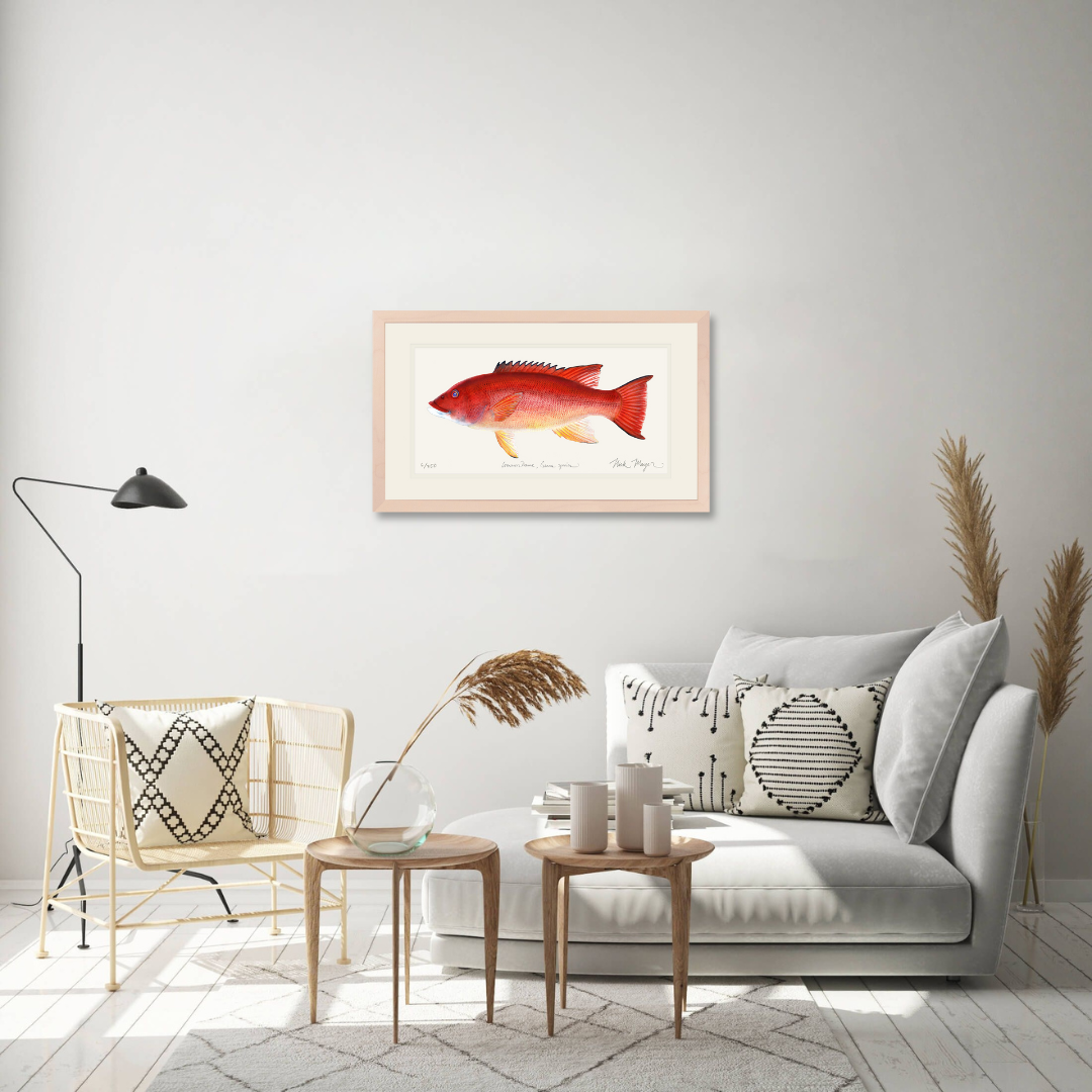 Female California Sheephead Limited Edition Print