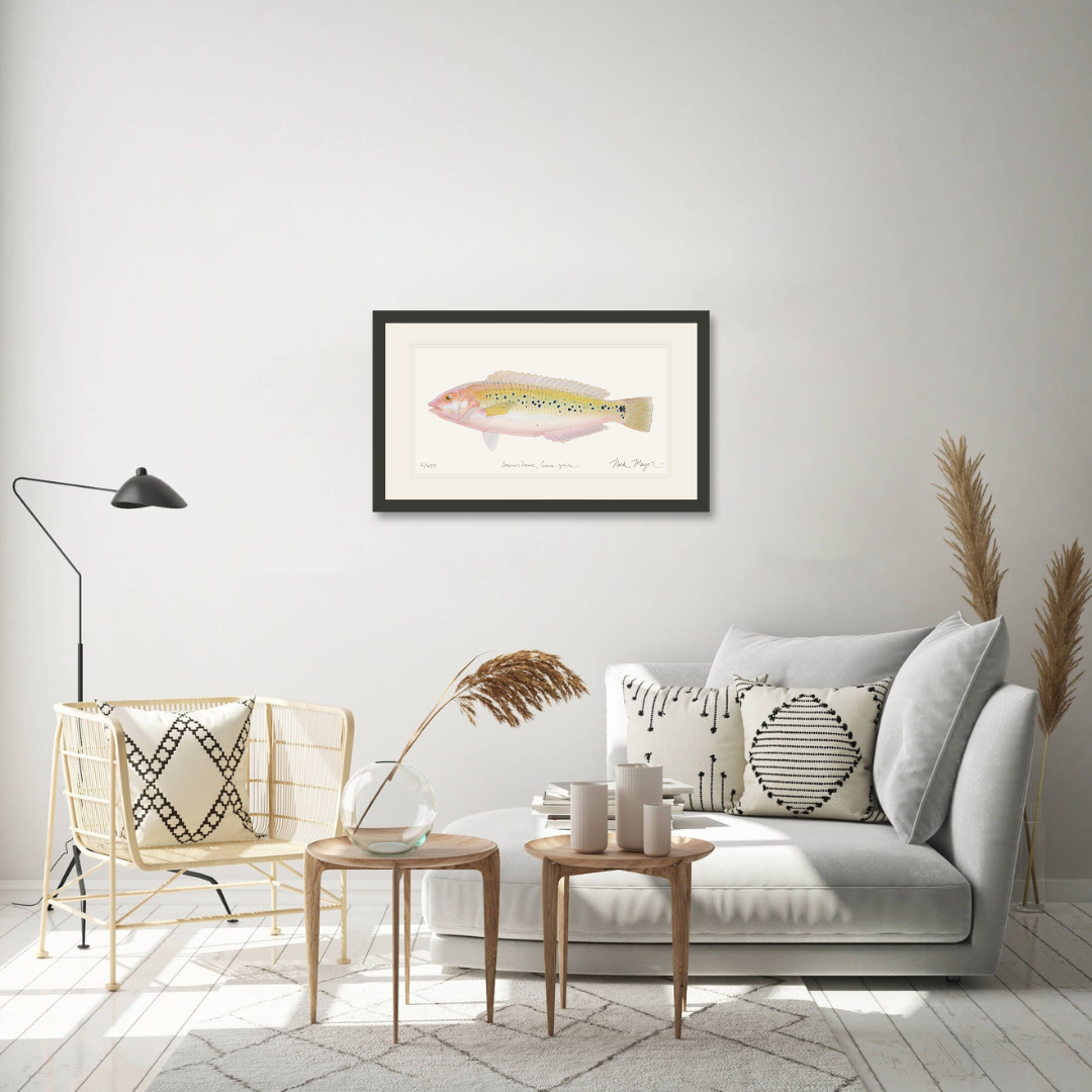 Female Rock Wrasse Limited Edition Print