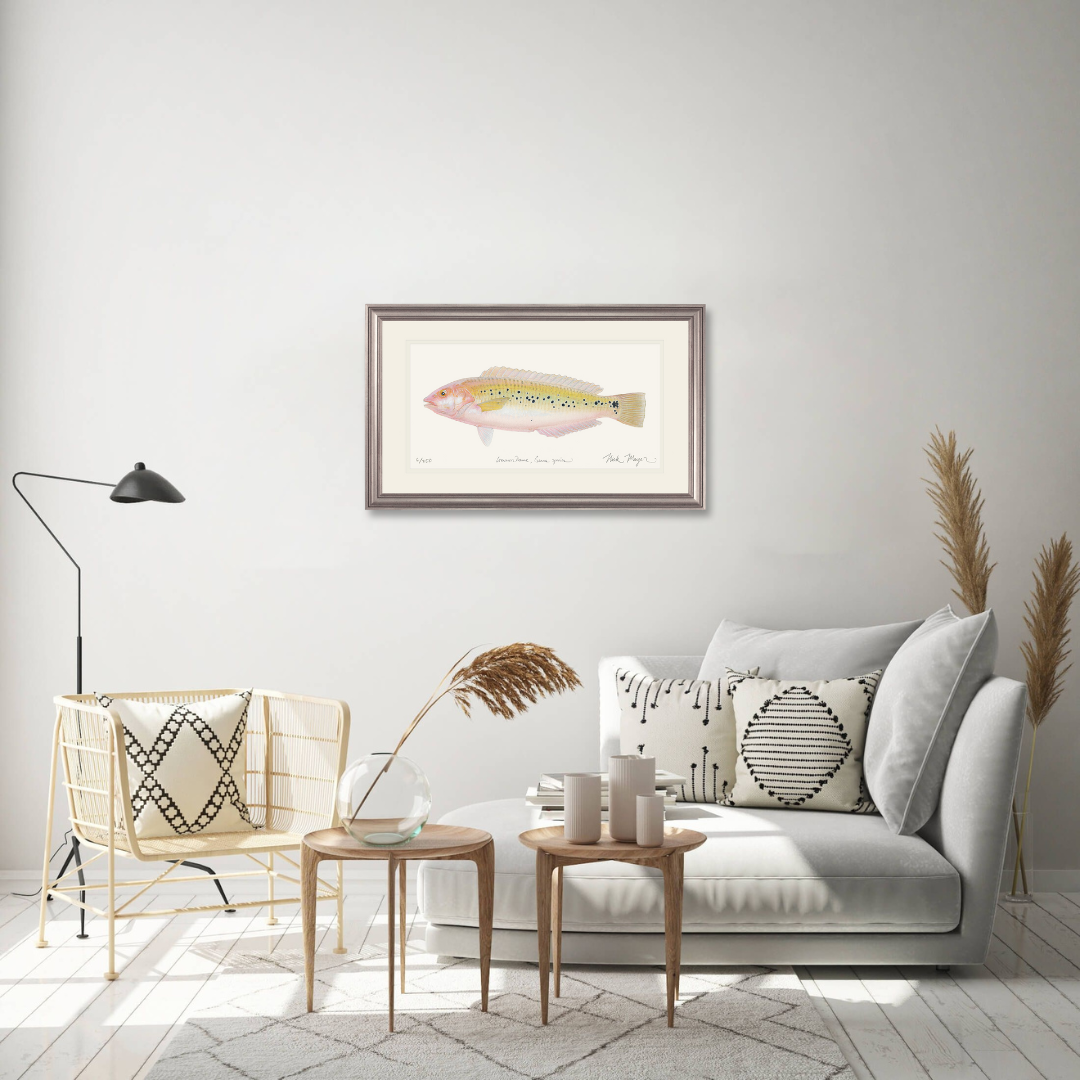 Female Rock Wrasse Limited Edition Print