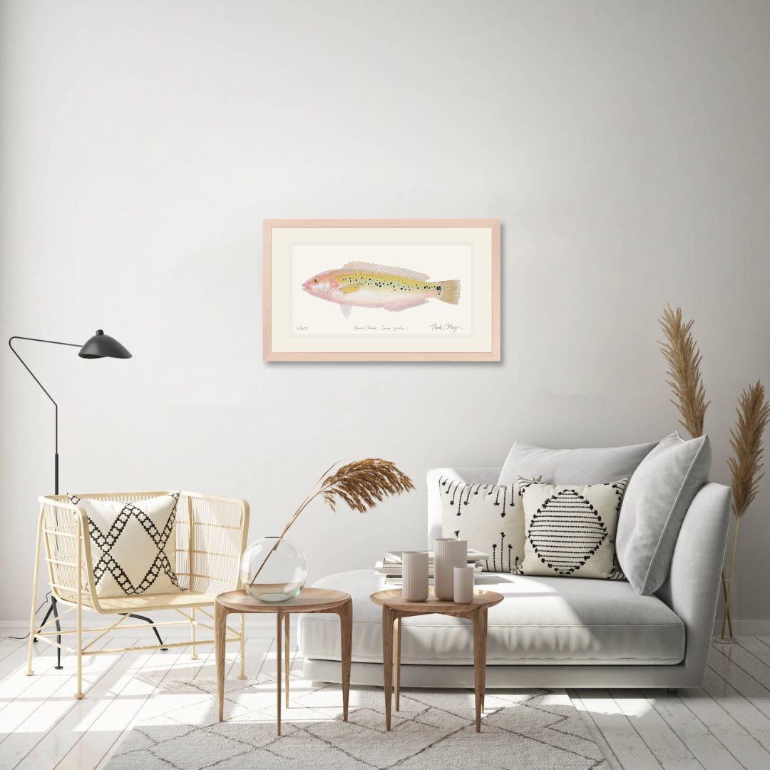 Female Rock Wrasse Limited Edition Print