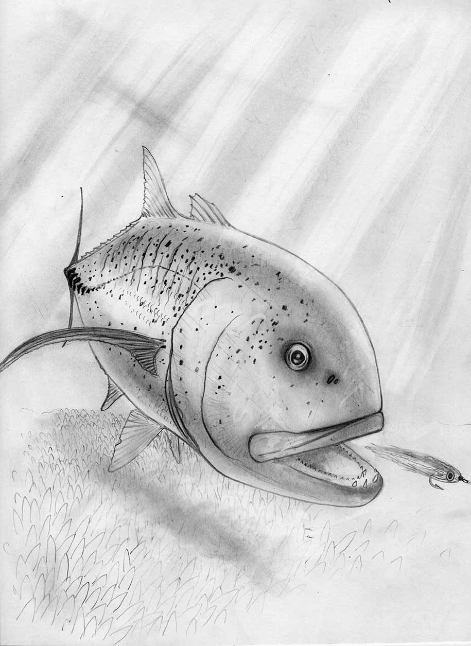 GT, Giant Trevally Original Pencil Drawing