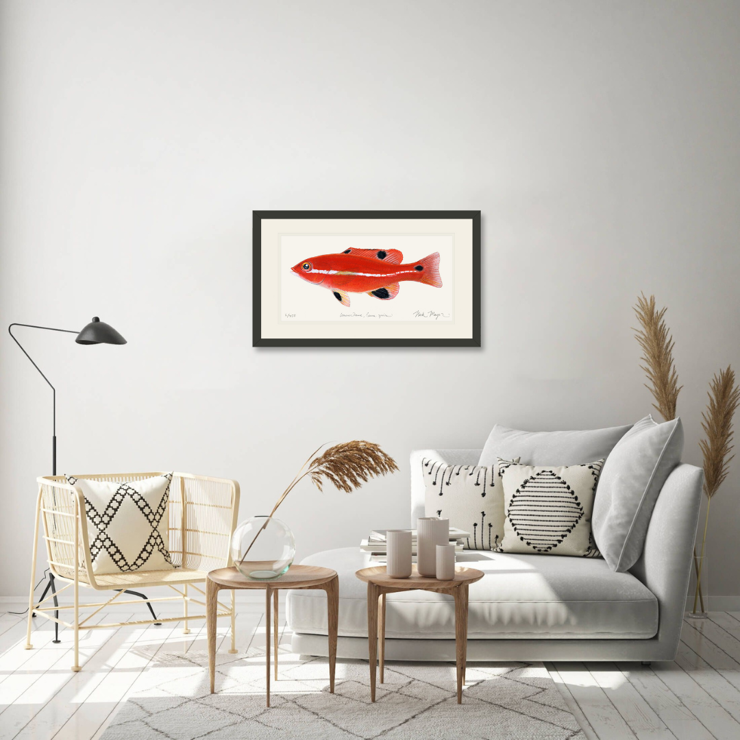 Juvenile California Sheephead Limited Edition Print