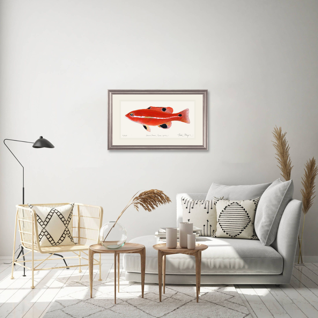 Juvenile California Sheephead Limited Edition Print