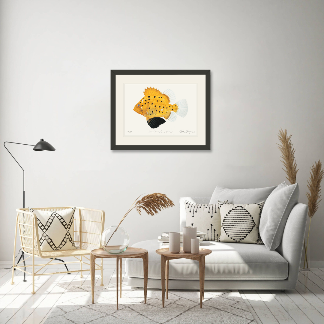 Juvenile Giant Sea Bass Limited Edition Print