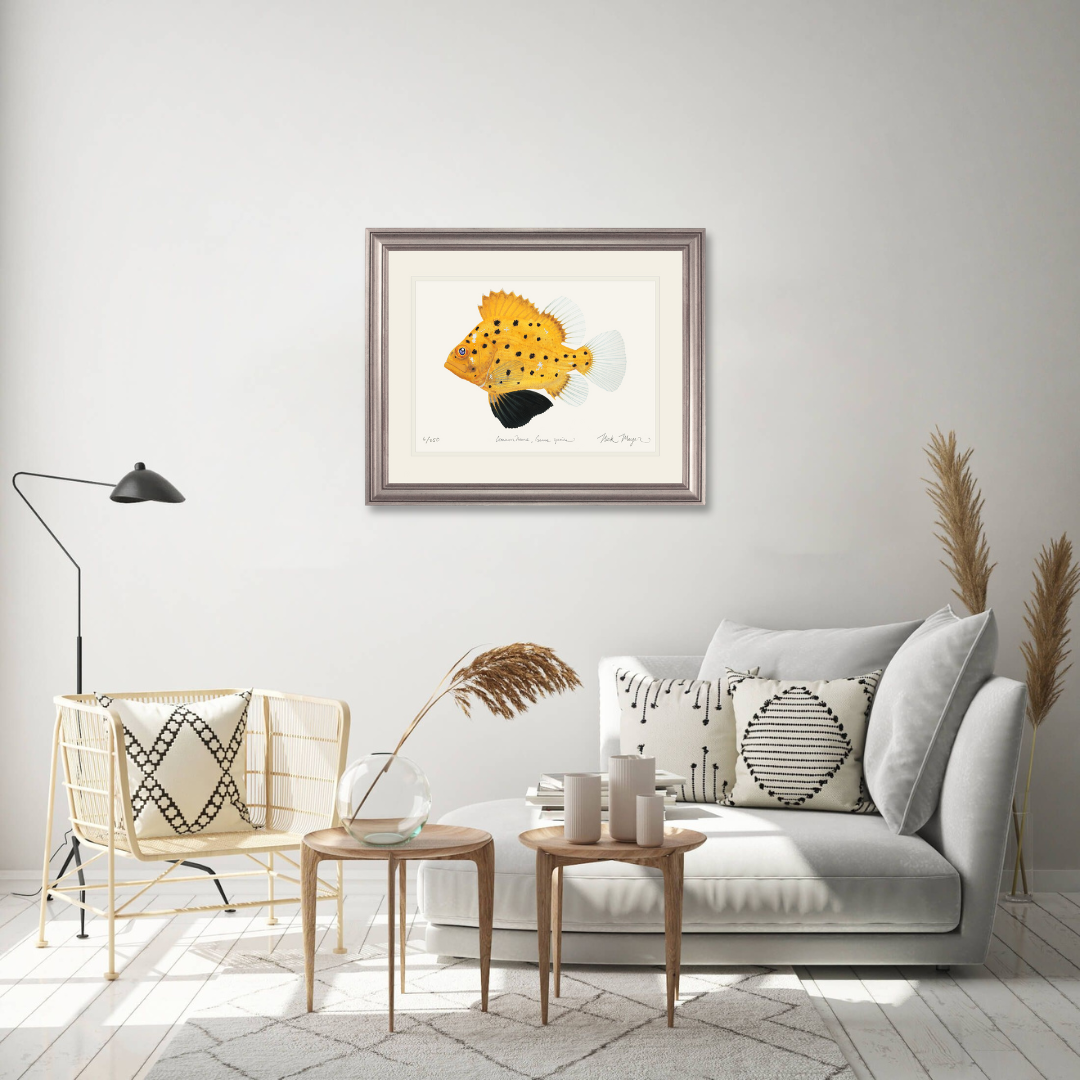 Juvenile Giant Sea Bass Limited Edition Print