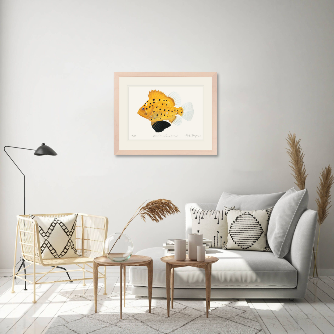 Juvenile Giant Sea Bass Limited Edition Print