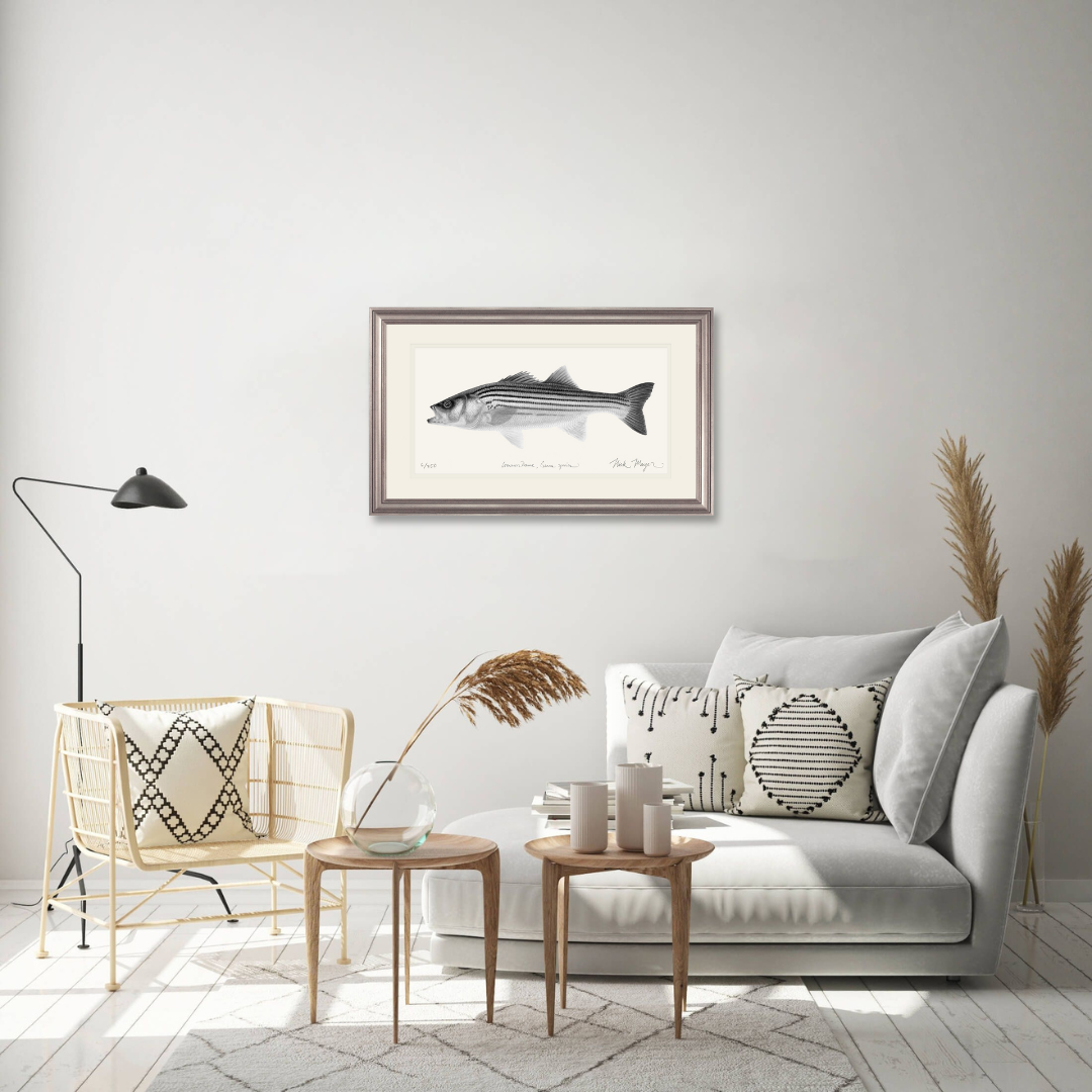 Juvenile Striped Bass Limited Edition Print (B&W)