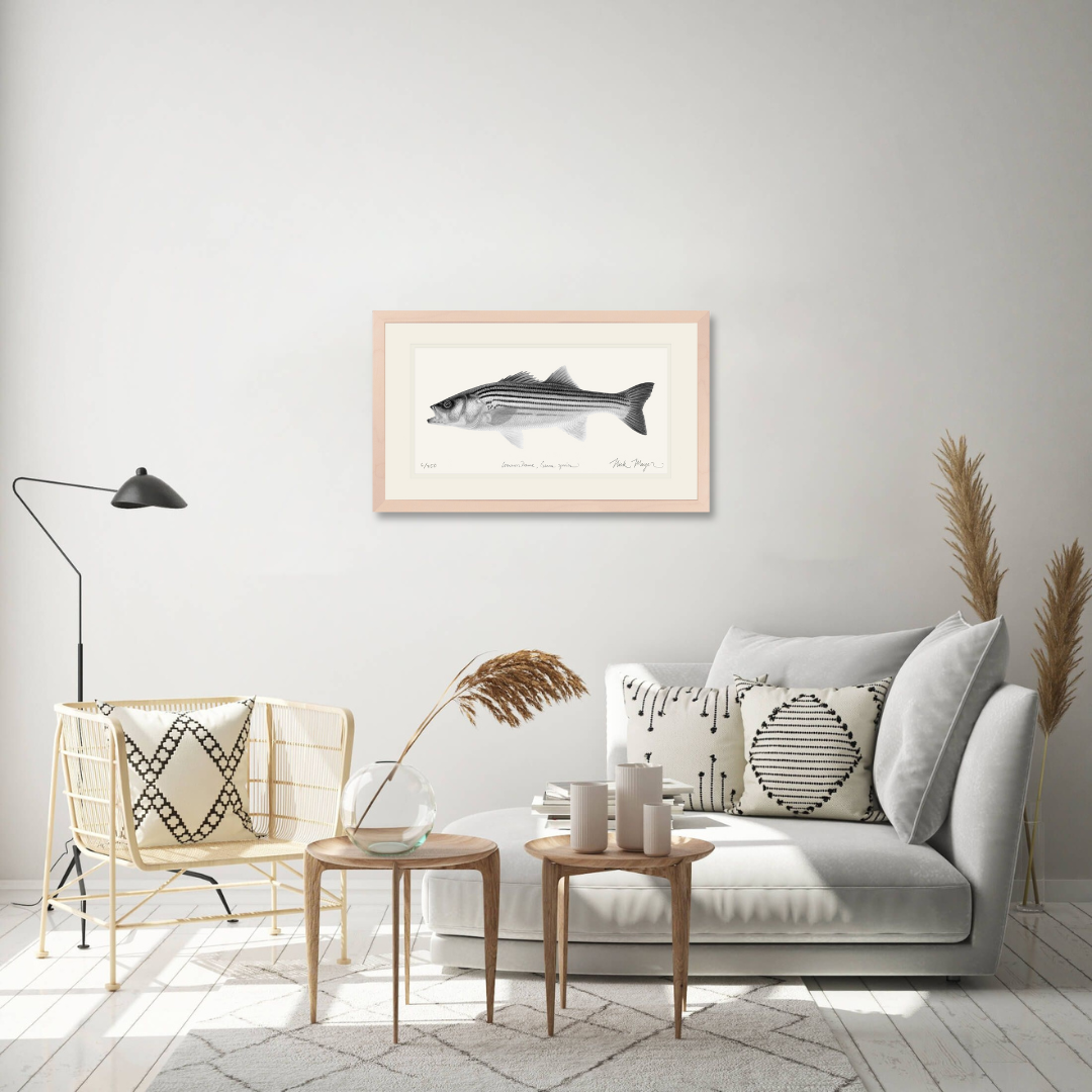 Juvenile Striped Bass Limited Edition Print (B&W)