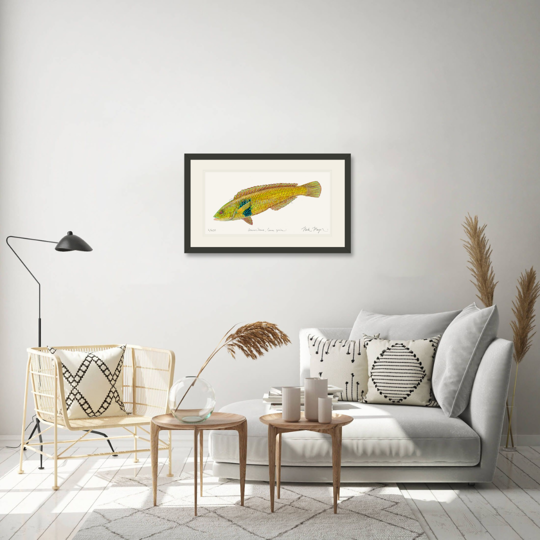 Male Rock Wrasse Limited Edition Print