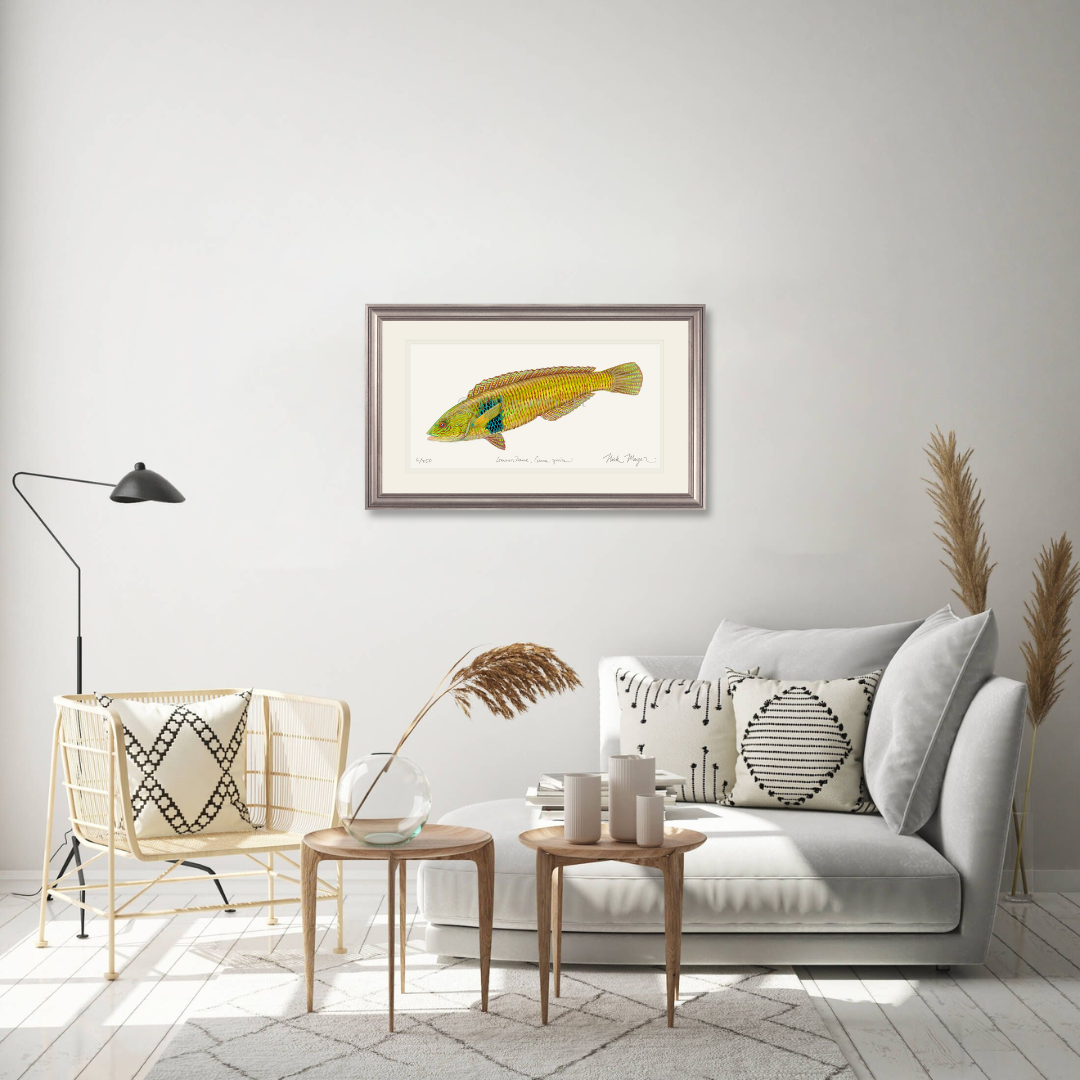 Male Rock Wrasse Limited Edition Print