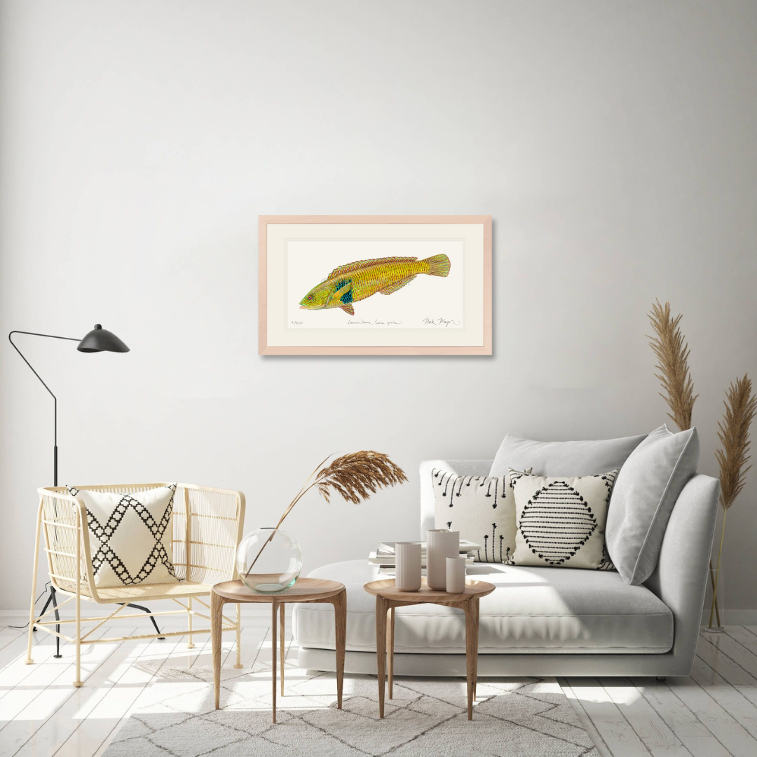 Male Rock Wrasse Limited Edition Print