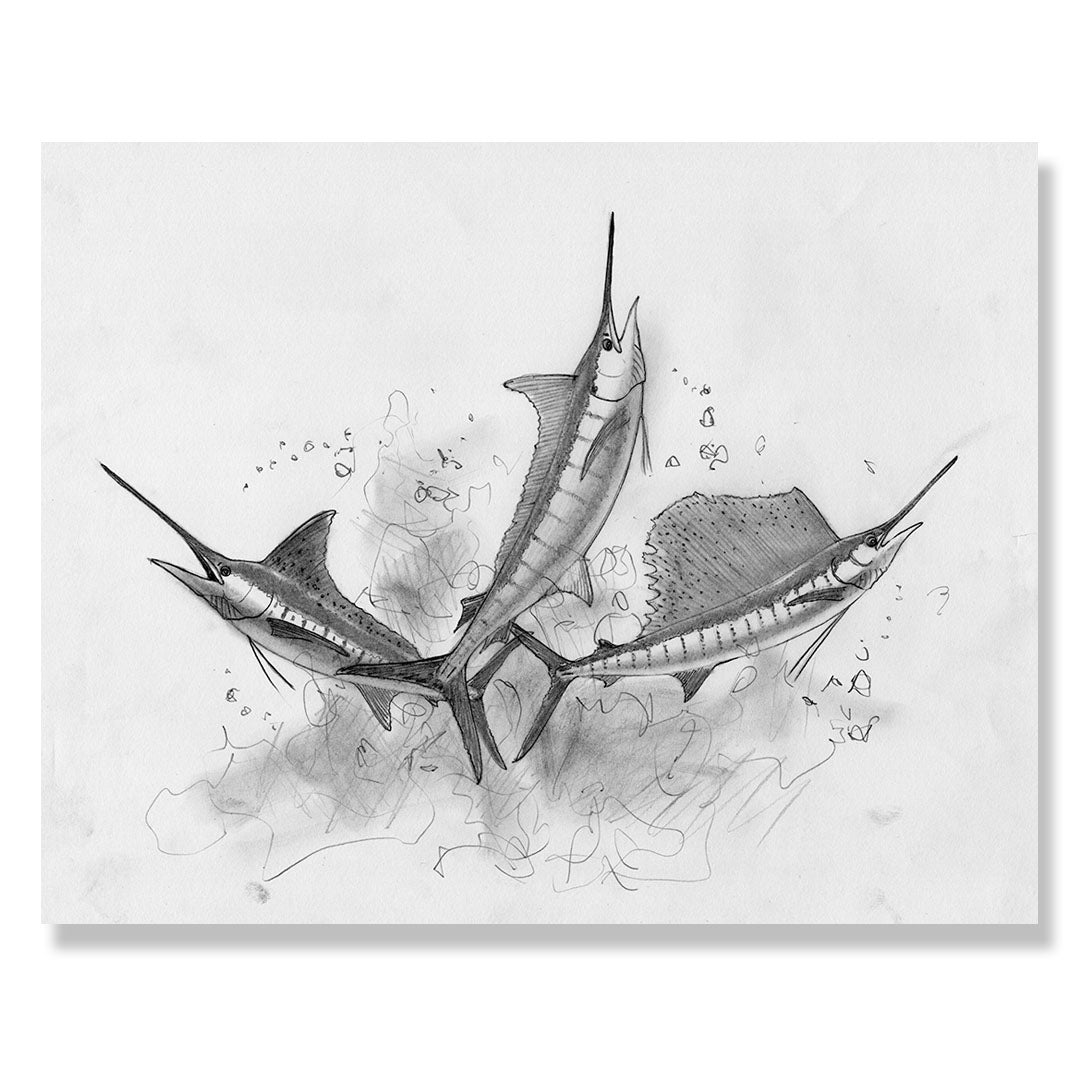 Billfish original pencil study