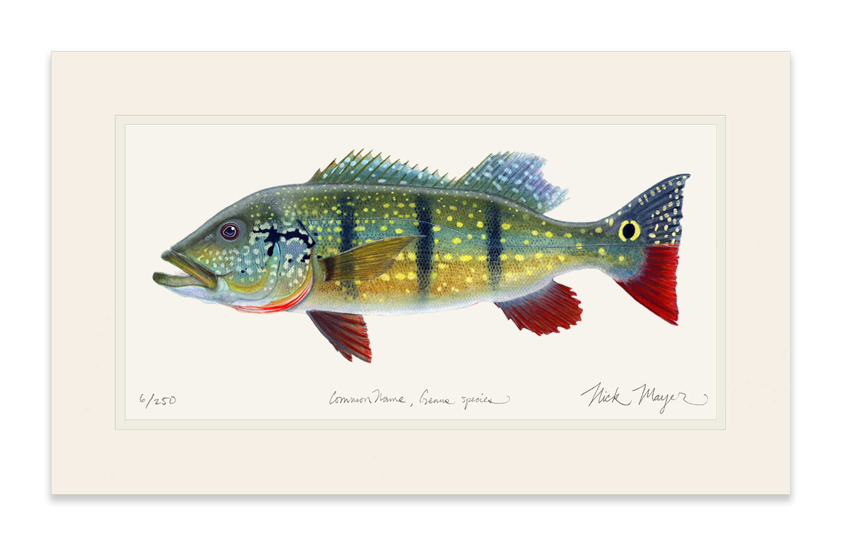 NEW! Peacock Bass Limited Edition Print