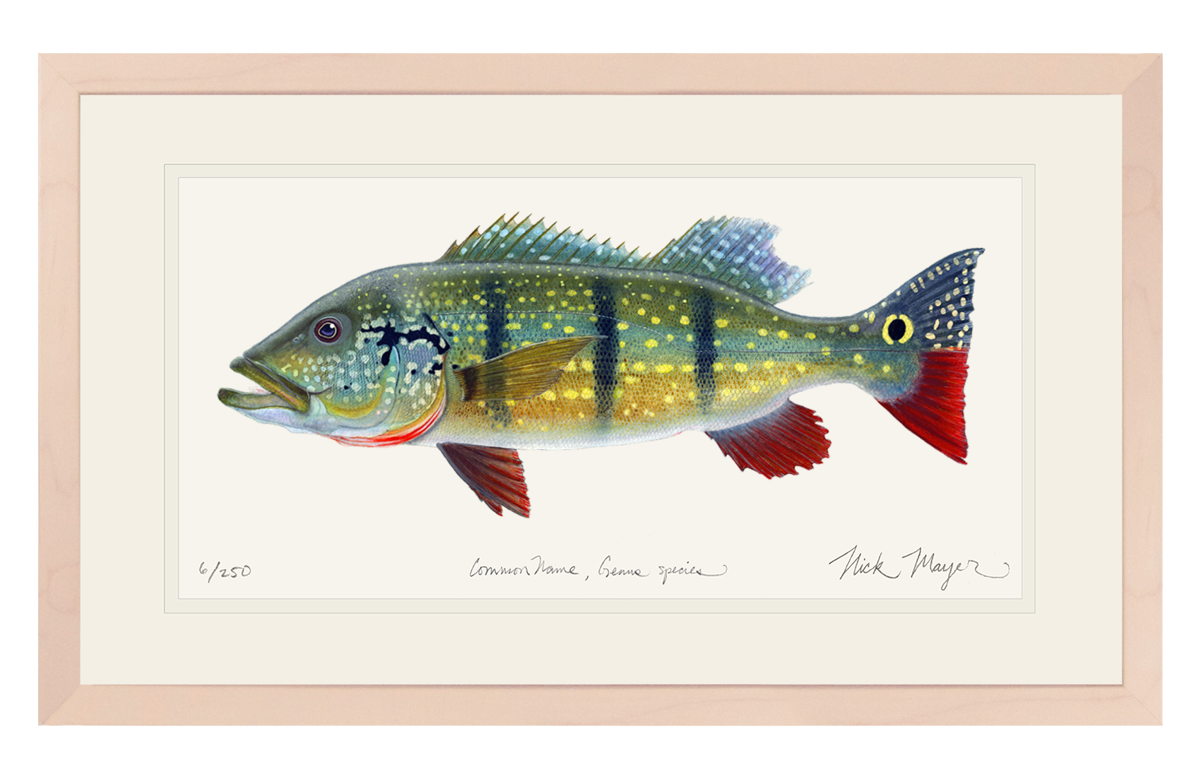 NEW! Peacock Bass Limited Edition Print