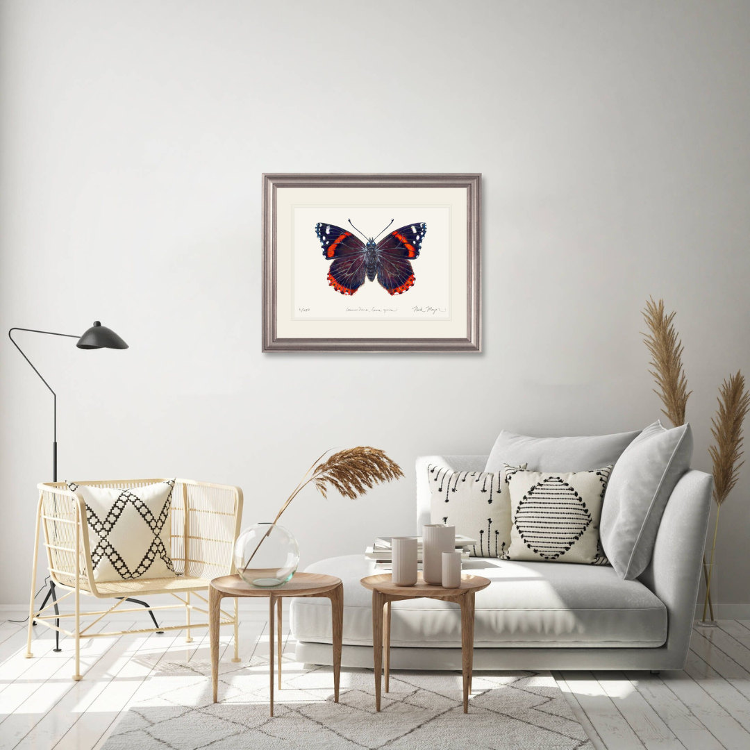 Red Admiral Butterfly Limited Edition Print