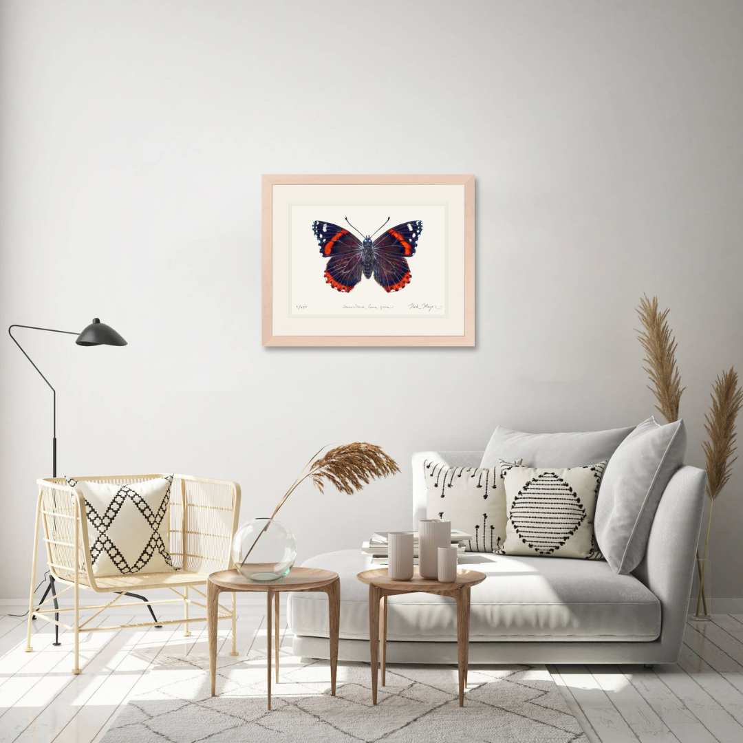 Red Admiral Butterfly Limited Edition Print