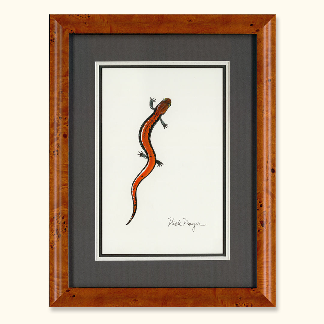 Redbacked Salamander Original Watercolor Painting