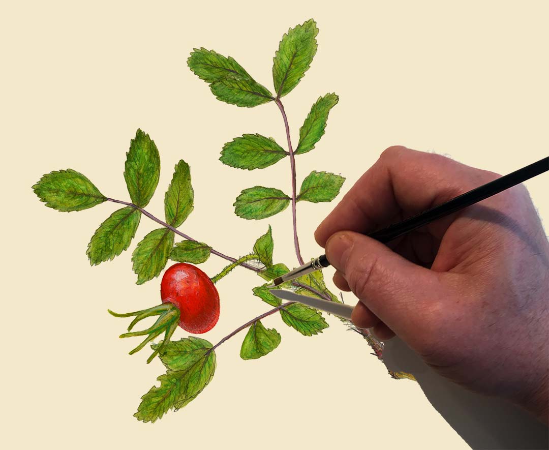 Beach Rose Hip Original Watercolor Painting