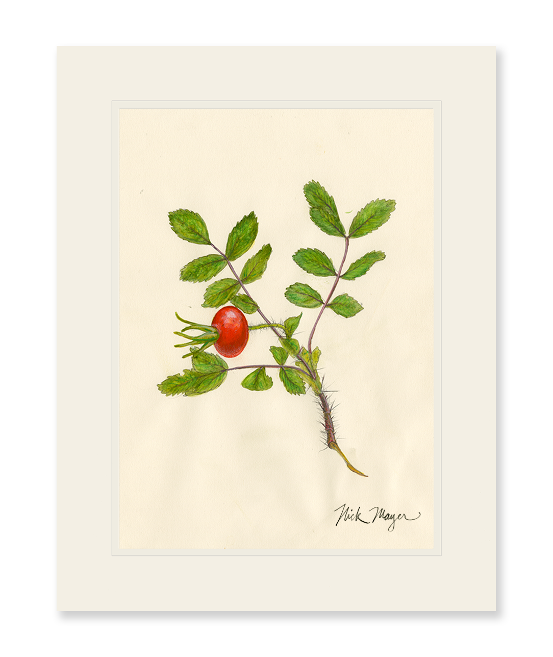 Beach Rose Hip Original Watercolor Painting