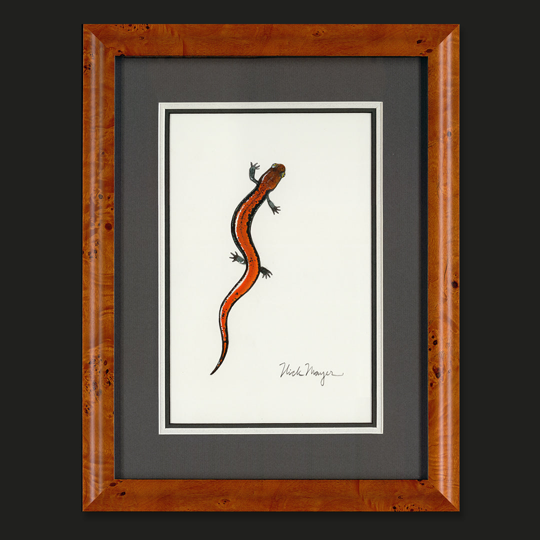 Redbacked Salamander Original Watercolor Painting