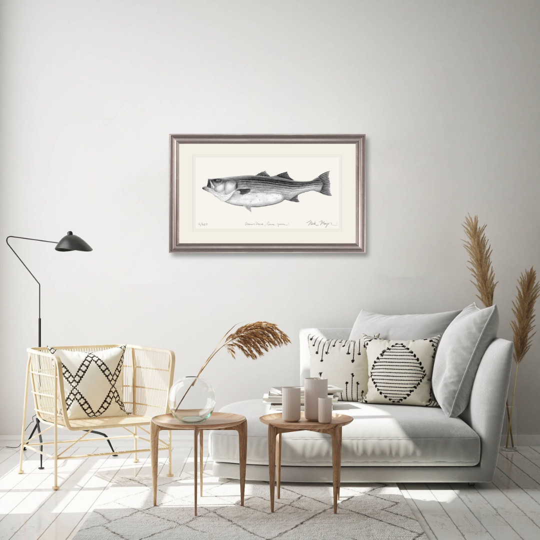 Striped Bass, 60 lbs Limited Edition Print (B&W)