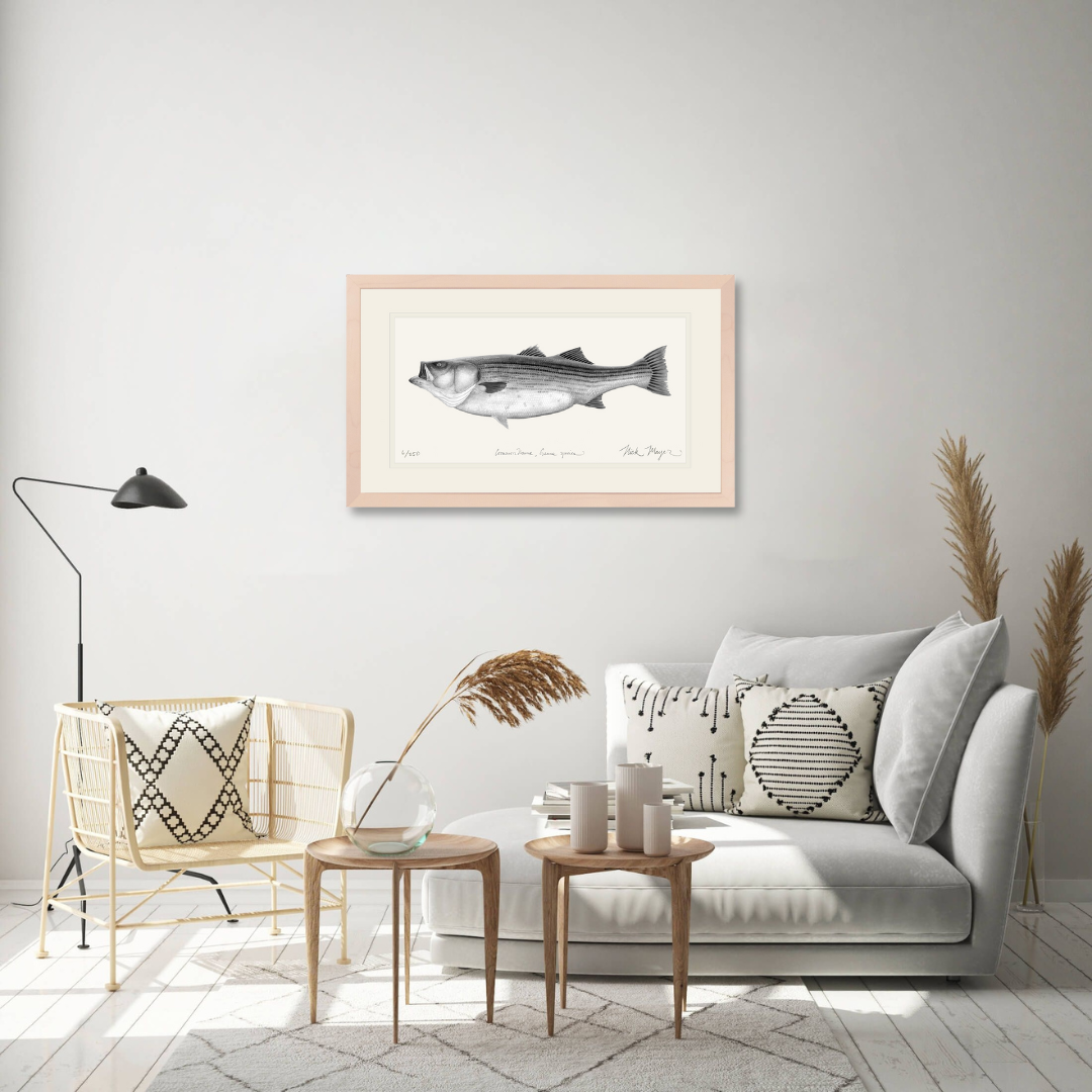 Striped Bass, 60 lbs Limited Edition Print (B&W)