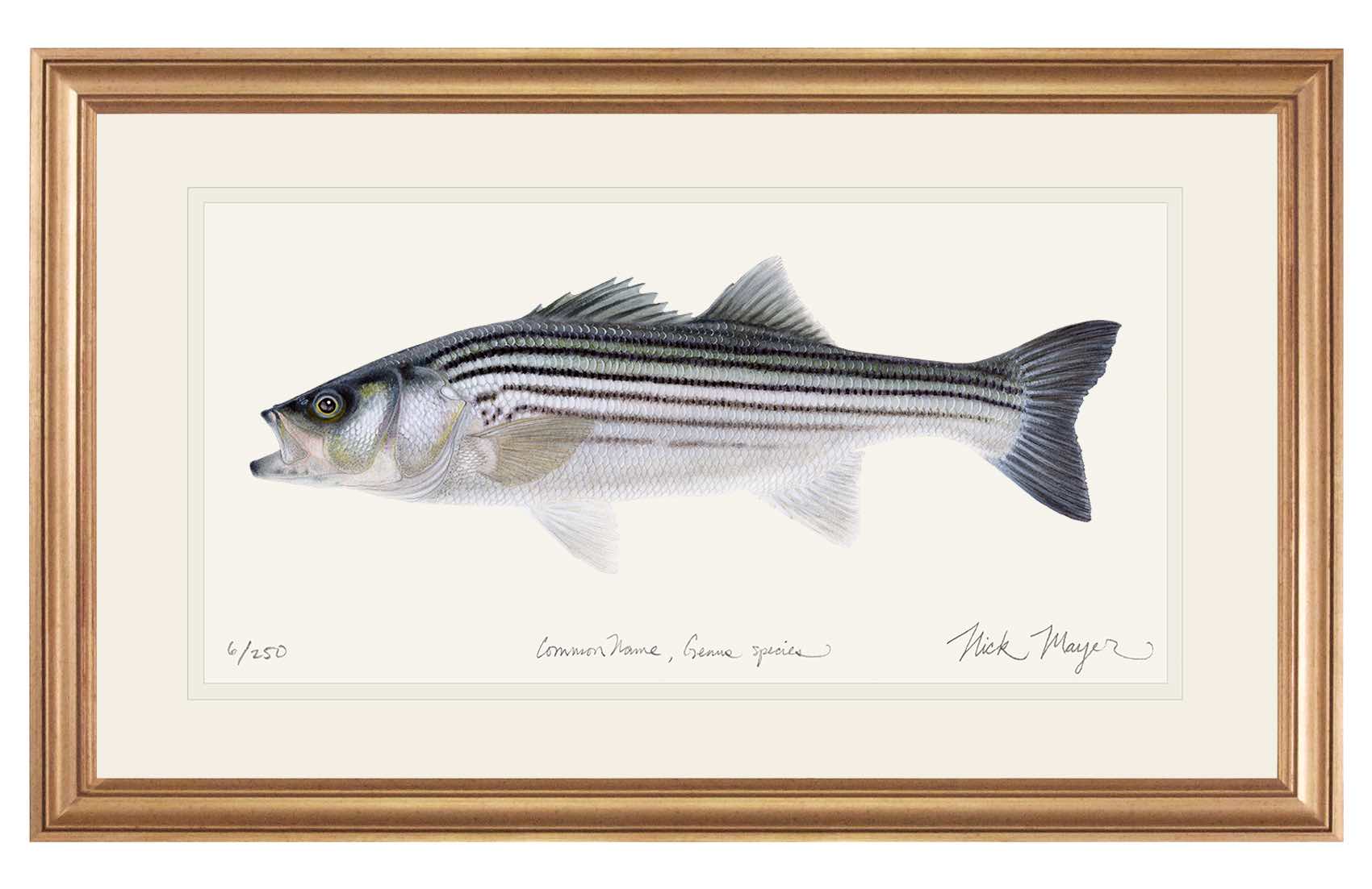 Schoolie Striped Bass Limited Edition Print - Best Seller