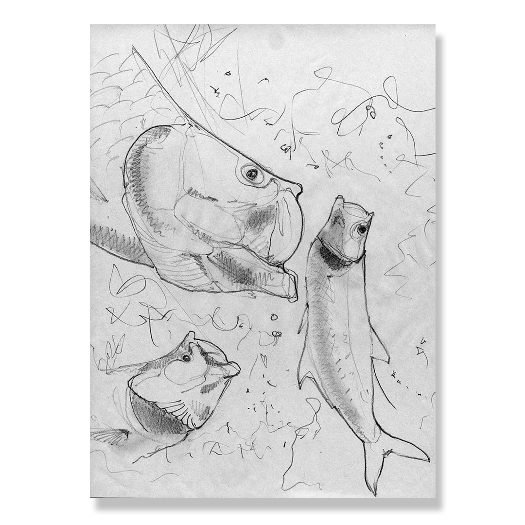 Tarpon original pencil study