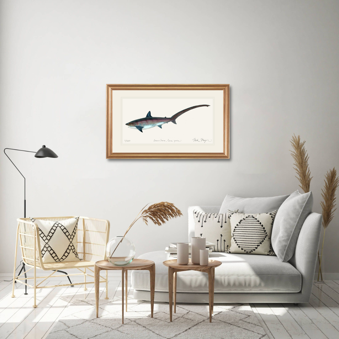 Thresher Shark Limited Edition Print