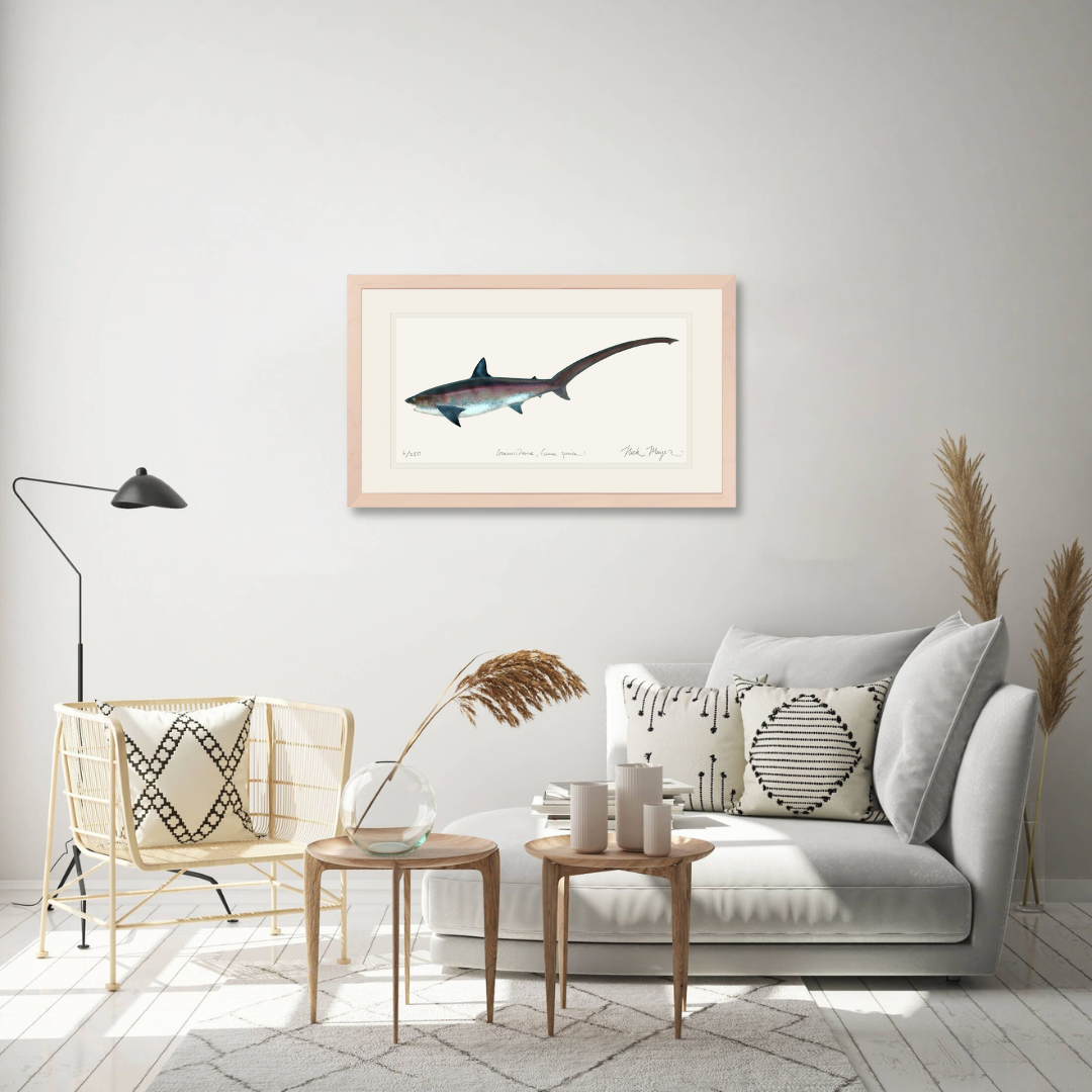 Thresher Shark Limited Edition Print