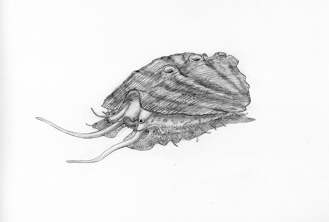 Abalone pencil original pencil drawing