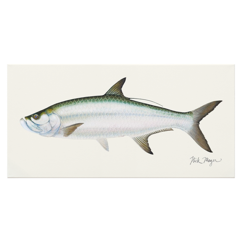 Tarpon Canvas Print