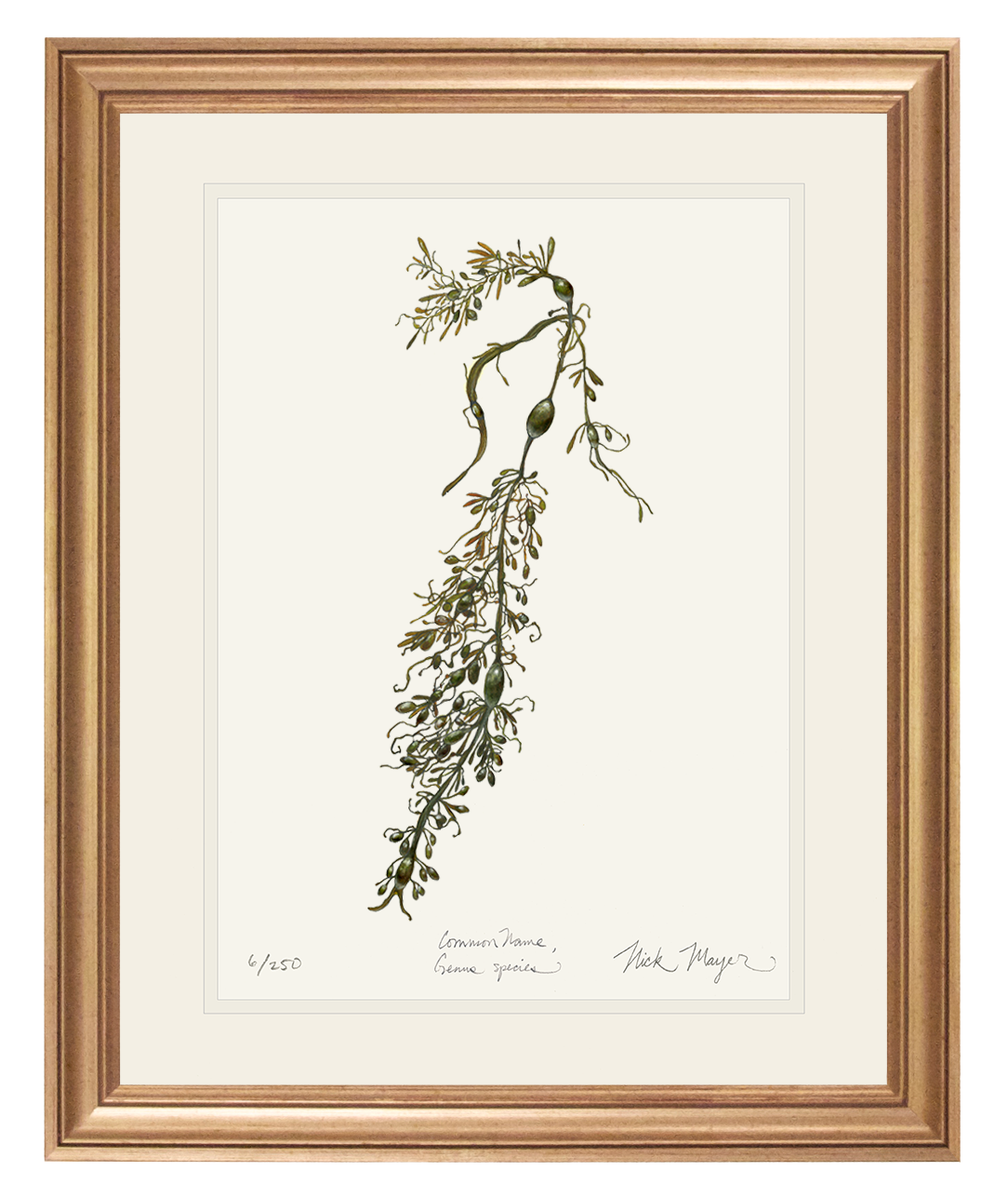 Knotted Wrack Marine Botanical Limited Edition Print