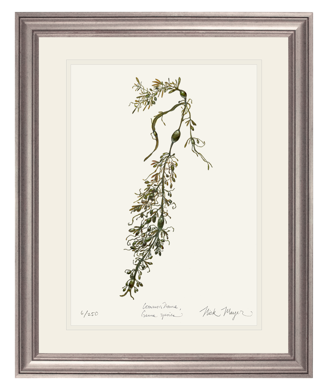 Knotted Wrack Marine Botanical Limited Edition Print