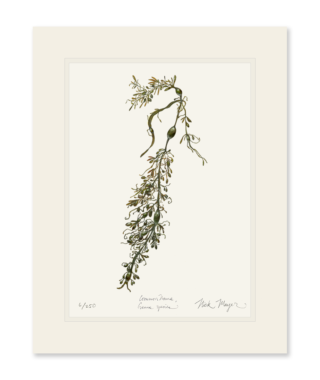 Knotted Wrack Marine Botanical Limited Edition Print