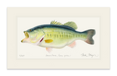 NEWEST PRINT: Largemouth Bass III, 10 lb Sharelunker Print