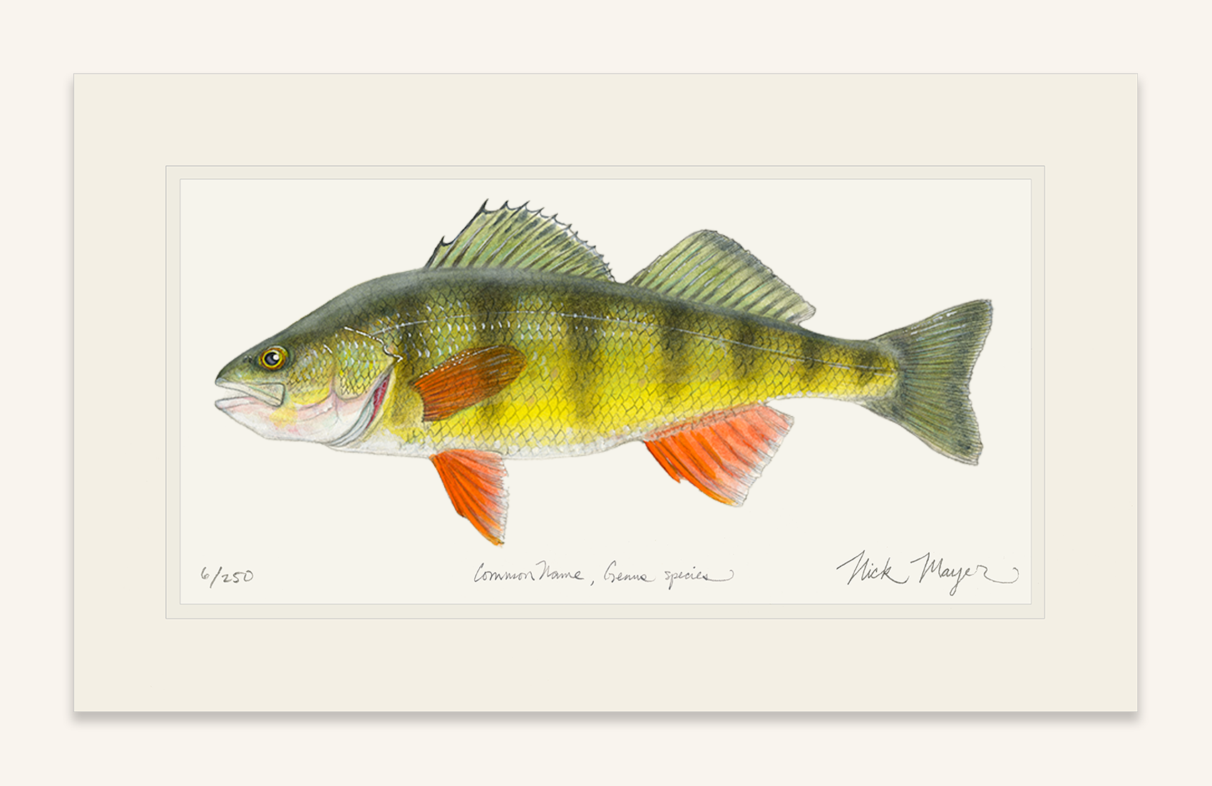 Yellow Perch Fish Art Limited Edition Print