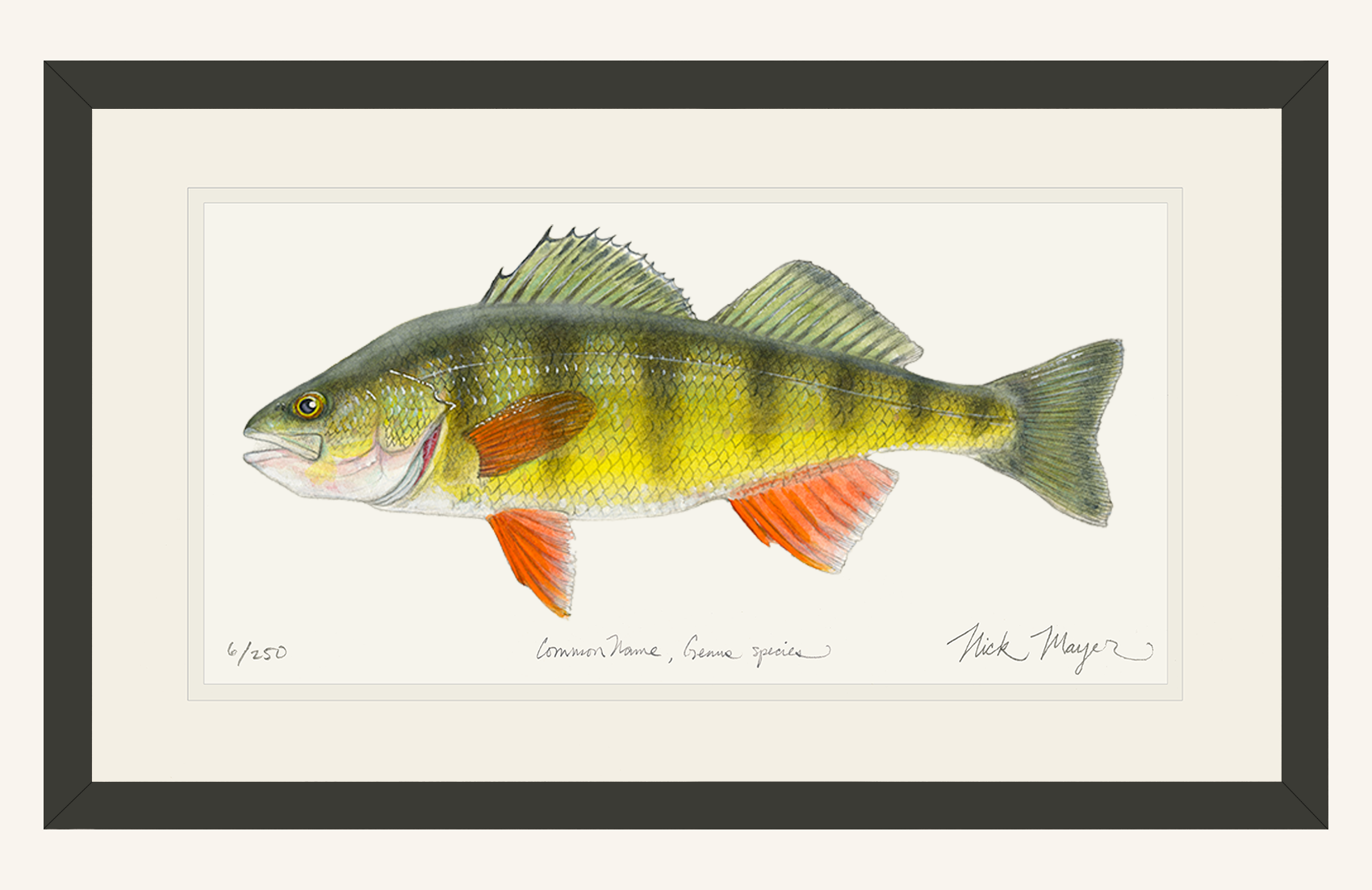 Yellow Perch Fish Art Limited Edition Print