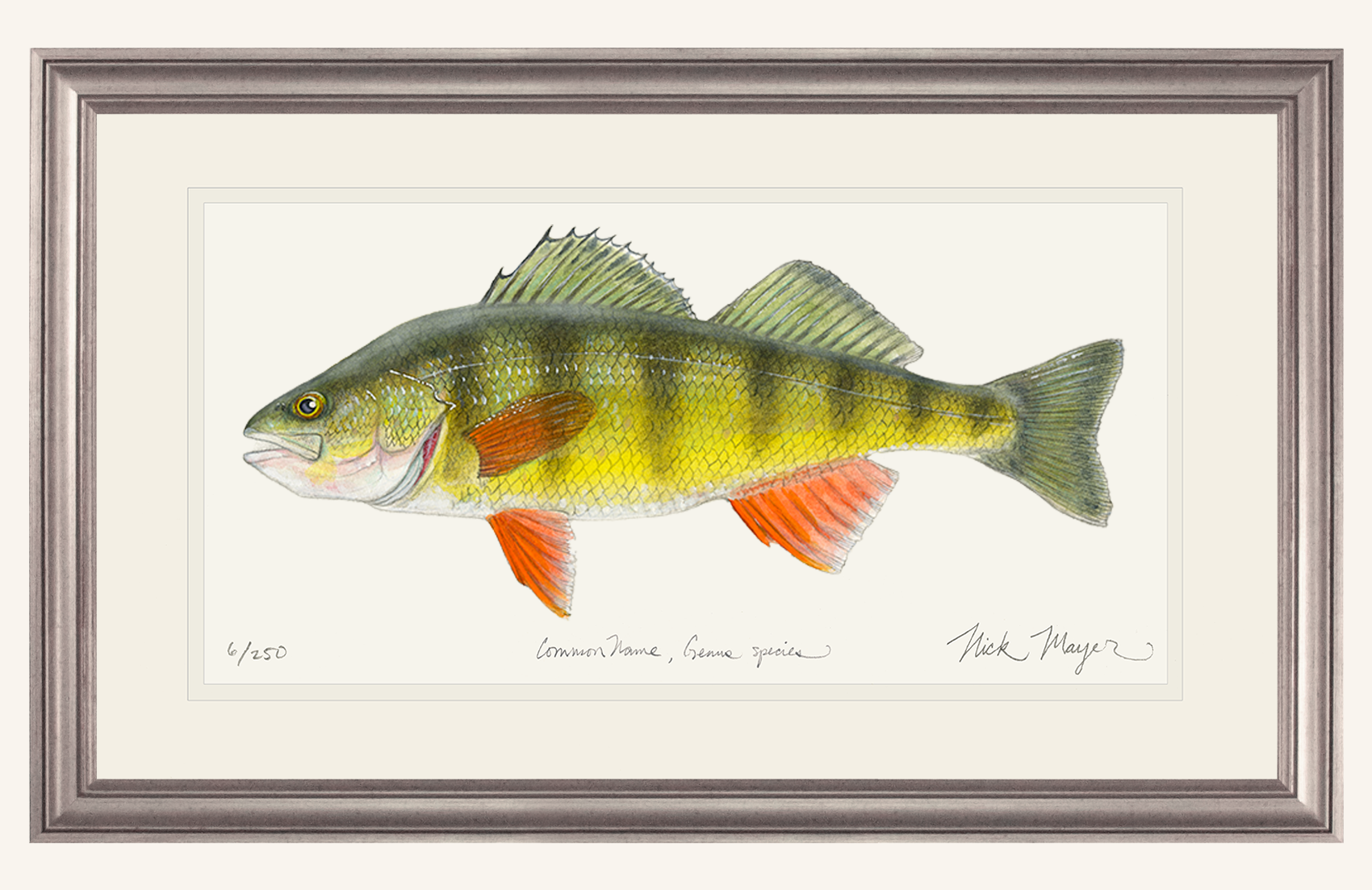 Yellow Perch Fish Art Limited Edition Print